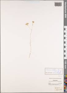 Cuminum setifolium (Boiss.) Koso-Pol., Middle Asia, Karakum (M6) (Turkmenistan)