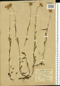 Leucanthemum vulgare Lam., Eastern Europe, Central forest region (E5) (Russia)