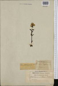 Pedicularis lapponica L., Western Europe (EUR) (Sweden)