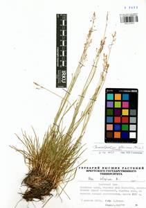 Paracolpodium altaicum (Trin.) Tzvelev, Siberia, Baikal & Transbaikal region (S4) (Russia)