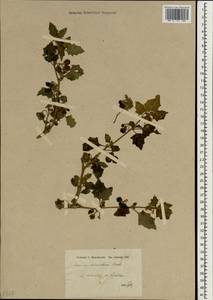 Solanum alatum Moench, South Asia, South Asia (Asia outside ex-Soviet states and Mongolia) (ASIA) (Iran)