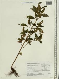 Elsholtzia ciliata (Thunb.) Hyl., Eastern Europe, Central region (E4) (Russia)