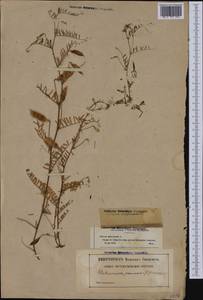 Vicia articulata Hornem., Western Europe (EUR) (France)