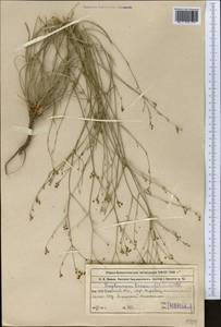 Bupleurum exaltatum M. Bieb., Middle Asia, Western Tian Shan & Karatau (M3) (Kazakhstan)