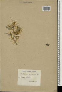 Xanthium spinosum L., Caucasus, Azerbaijan (K6) (Azerbaijan)