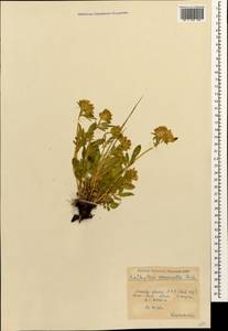 Anthyllis vulneraria subsp. variegata (Boiss.) Bornm., Caucasus, Krasnodar Krai & Adygea (K1a) (Russia)
