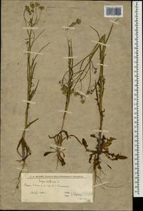 Crepis tectorum L., Eastern Europe, Lower Volga region (E9) (Russia)