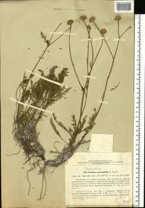 Tanacetum kittaryanum subsp. sclerophyllum (Krasch.) Tzvelev, Eastern Europe, Lower Volga region (E9) (Russia)