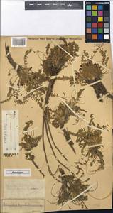 Astragalus syreitschikovii Pavlov, Middle Asia, Western Tian Shan & Karatau (M3) (Kazakhstan)