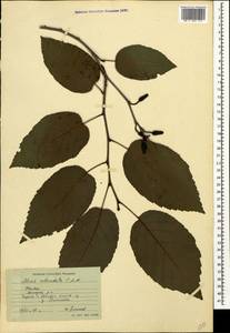 Alnus subcordata C.A.Mey., Caucasus, Azerbaijan (K6) (Azerbaijan)