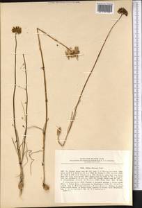Allium leucosphaerum Aitch. & Baker, Middle Asia, Karakum (M6) (Turkmenistan)