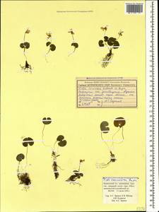 Viola caucasica Kolen. ex Rupr., Caucasus, Krasnodar Krai & Adygea (K1a) (Russia)