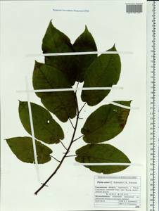 Prunus ssiori F. Schmidt, Siberia, Russian Far East (S6) (Russia)