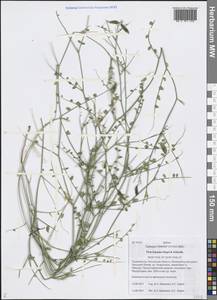 Vicia kokanica Regel & Schmalh., Middle Asia, Pamir & Pamiro-Alai (M2) (Tajikistan)