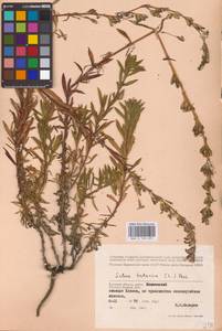 Silene tatarica (L.) Pers., Eastern Europe, Western region (E3) (Russia)