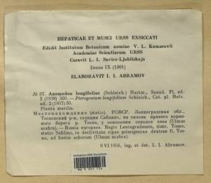 Anomodontella longifolia (Schleich. ex Brid.) Ignatov & Fedosov, Bryophytes, Bryophytes - Karelia, Leningrad & Murmansk Oblasts (B4) (Russia)