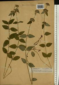 Clinopodium vulgare L., Western Europe (EUR) (Germany)