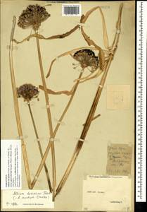 Allium decipiens subsp. quercetorum Seregin, Crimea (KRYM) (Russia)