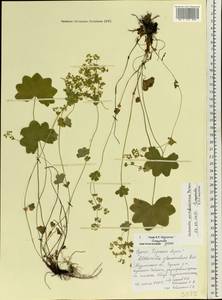 Alchemilla murbeckiana Buser, Eastern Europe, Northern region (E1) (Russia)
