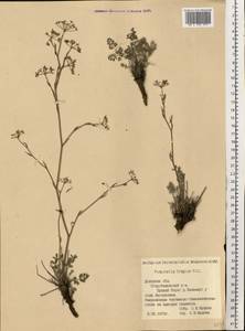 Pimpinella tragium Vill., Eastern Europe, South Ukrainian region (E12) (Ukraine)