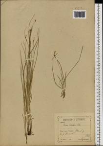 Carex praecox Schreb., Eastern Europe, Central forest-and-steppe region (E6) (Russia)