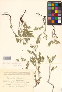 Sibbaldianthe orientalis (Soják) Mosyakin & Shiyan, Eastern Europe, Lower Volga region (E9) (Russia)