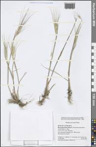 Secale sylvestre Host, Eastern Europe, Lower Volga region (E9) (Russia)