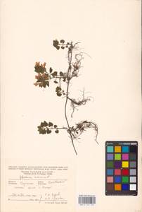 MHA 0 155 776, Glechoma hederacea L., Eastern Europe, West Ukrainian region (E13) (Ukraine)