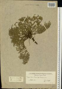 Herniaria incana Lam., Eastern Europe, Lower Volga region (E9) (Russia)