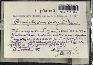 Eurhynchiadelphus eustegia (Besch.) Ignatov & Huttunen, Bryophytes, Bryophytes - Russian Far East (excl. Chukotka & Kamchatka) (B20) (Russia)