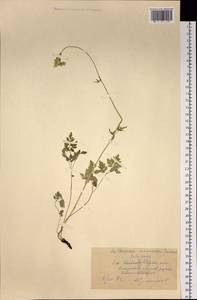 Anthriscus sylvestris subsp. sylvestris, Siberia, Central Siberia (S3) (Russia)