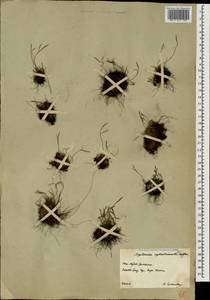Asplenium septentrionale (L.) Hoffm., Caucasus, South Ossetia (K4b) (South Ossetia)