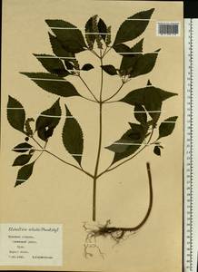 Elsholtzia ciliata (Thunb.) Hyl., Eastern Europe, Central region (E4) (Russia)