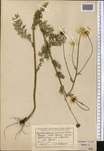 Tanacetum alatavicum Herder, Middle Asia, Northern & Central Tian Shan (M4) (Kyrgyzstan)