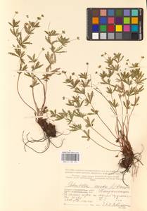 Potentilla erecta (L.) Raeusch., Eastern Europe, Northern region (E1) (Russia)