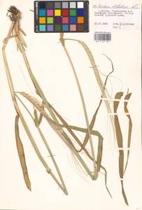 Hordeum vulgare L., Eastern Europe, Moscow region (E4a) (Russia)