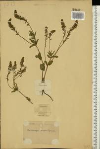 Veronica teucrium L., Eastern Europe, South Ukrainian region (E12) (Ukraine)