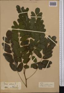 Robinia pseudoacacia L., Middle Asia, Pamir & Pamiro-Alai (M2)