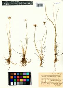 Allium anisopodium Ledeb., Siberia, Baikal & Transbaikal region (S4) (Russia)