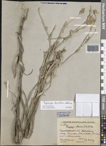 Tragopogon tanaiticus Artemczuk, Eastern Europe, Lower Volga region (E9) (Russia)