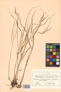 Calamagrostis sachalinensis F.Schmidt, Siberia, Russian Far East (S6) (Russia)