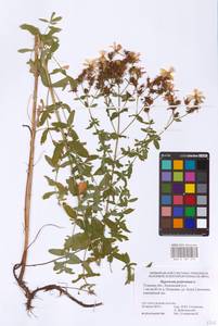 Hypericum perforatum L., Eastern Europe, Central region (E4) (Russia)