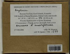 Bryhnia, Bryophytes, Bryophytes - Russian Far East (excl. Chukotka & Kamchatka) (B20) (Russia)