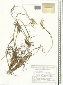 Bothriochloa ischaemum (L.) Keng, Crimea (KRYM) (Russia)