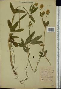 Trifolium montanum L., Eastern Europe, Belarus (E3a) (Belarus)