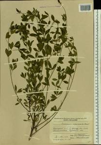 Cytisus nigricans L., Eastern Europe, Moldova (E13a) (Moldova)