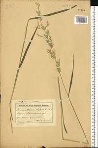 Arrhenatherum elatius (L.) P.Beauv. ex J.Presl & C.Presl, Eastern Europe, Belarus (E3a) (Belarus)