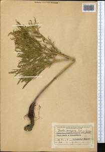 Ferula soongarica Pall. ex Schult., Middle Asia, Muyunkumy, Balkhash & Betpak-Dala (M9) (Kazakhstan)