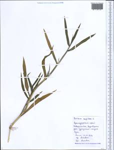 Panicum capillare L., Caucasus, Black Sea Shore (from Novorossiysk to Adler) (K3) (Russia)