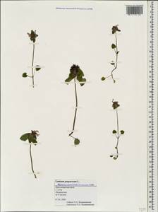 Lamium purpureum L., Caucasus, Black Sea Shore (from Novorossiysk to Adler) (K3) (Russia)